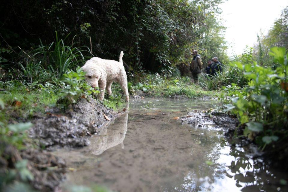 Siena - Truffle Hunting in the Sienese Woods With Tasting - Truffle Hunting Experience