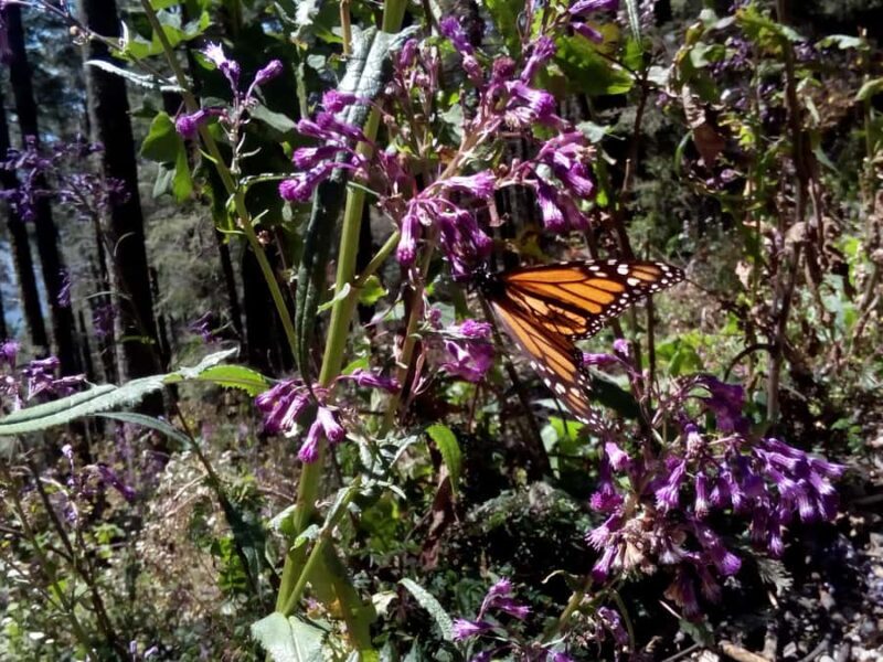 Sierra Chincua and Tlalpujahua: Monarch Butterflies and a Magical Town - Key Points