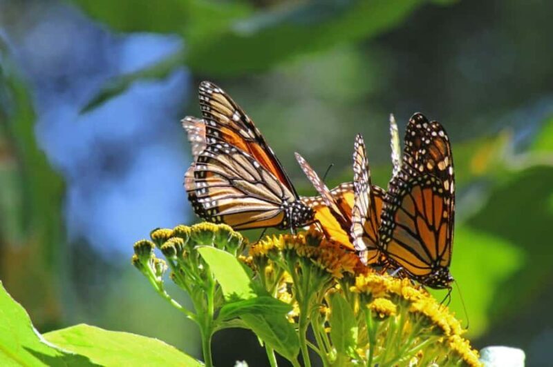 Sierra Chincua and Tlalpujahua: Monarch Butterflies and a Magical Town - The Sum Up