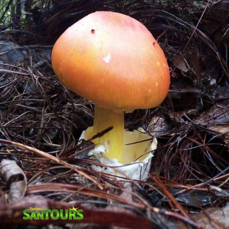 Sierra Norte: Eco Adventure Tour - A practical look at an authentic ecological journey in Oaxaca