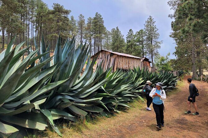 Sierra Norte Hike and Indigenous Village Full-Day Adventure - FAQ