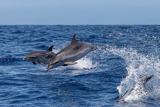 Sighting DE Marine Mammals and Snorkeling - Discovering Huatulco’s Marine World: A Practical Review of the Marine Mammal and Snorkeling Tour