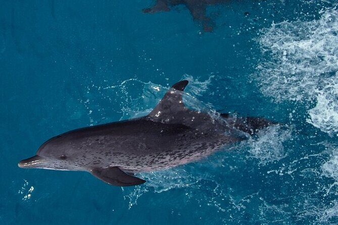 Sighting DE Marine Mammals and Snorkeling - Frequently Asked Questions