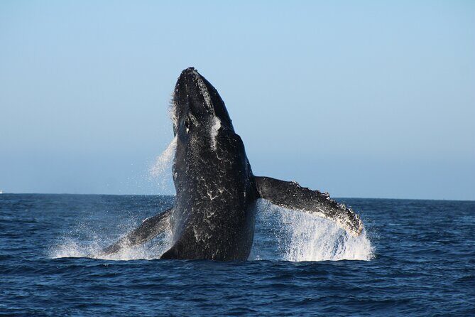 Sighting whale tour in Los Cabos - Why This Tour Might Be Right for You