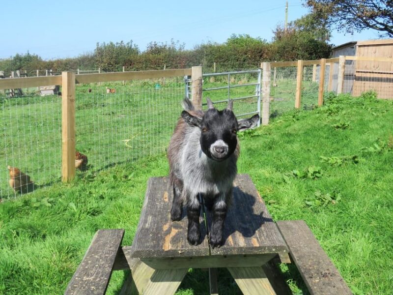 Sightseeing and Educational Farm Tour on Bainbridge Island - Hands-On Learning Experience