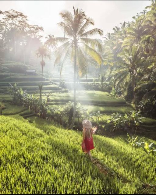Sightseeing Ubud Barong Dance, Ubud Art Market and Waterfall - Mongky Forest Visit