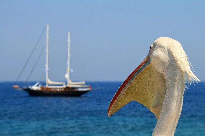 Sightseeing With a Mykonian - Revel in 5-Star Rated Guided Tours