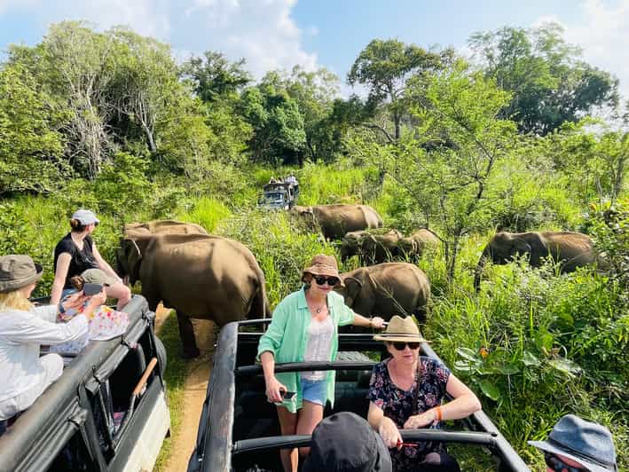 Sigiriya/Dambulla/Habarana: Minneriya National Park Safari - Itinerary Details