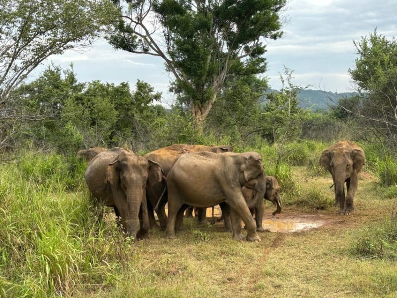 Sigiriya/Dambulla/Habarana: Minneriya National Park Safari - Elephant Gathering