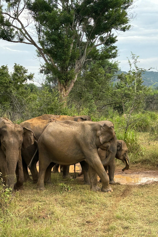 Sigiriya/Dambulla/Habarana: Minneriya National Park Safari - Bird Watching