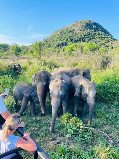 Sigiriya/Dambulla/Habarana: Minneriya National Park Safari - Inclusions and Recommendations