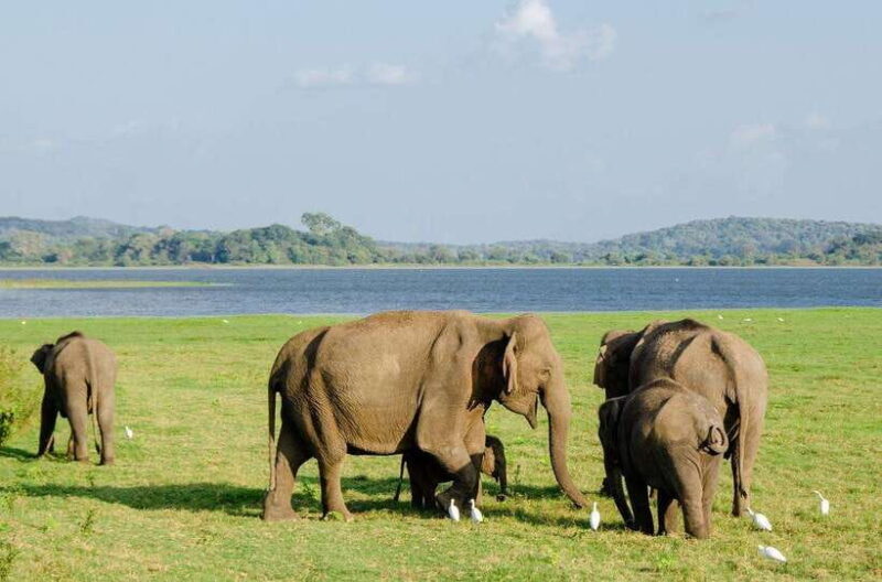 Sigiriya day tour from kandy with elephant safari(privet) - An In-Depth Look at the Sigiriya Day Tour from Kandy