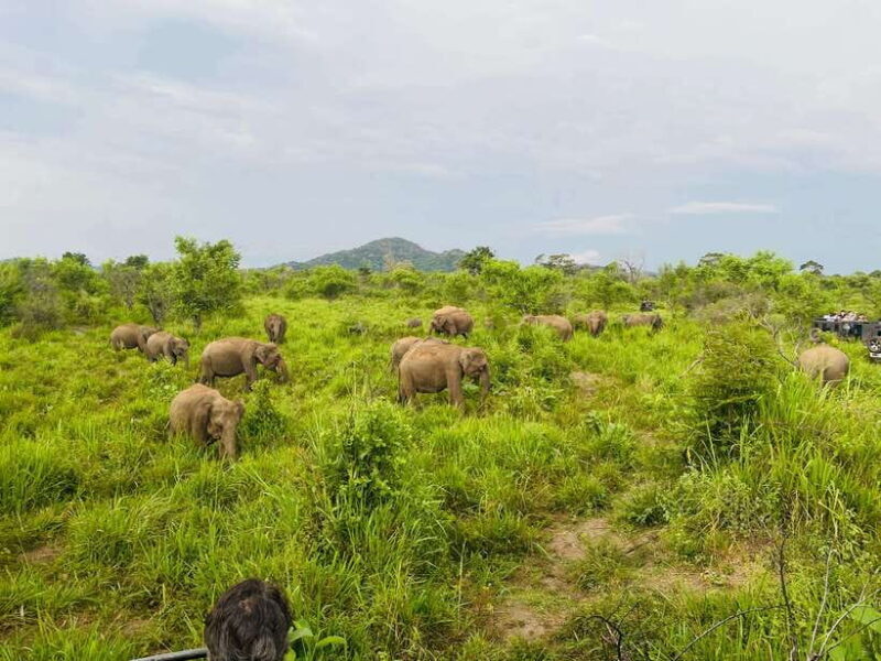 Sigiriya: Elephant Jeep Safari at Minneriya National Park - Introduction to the Safari Experience