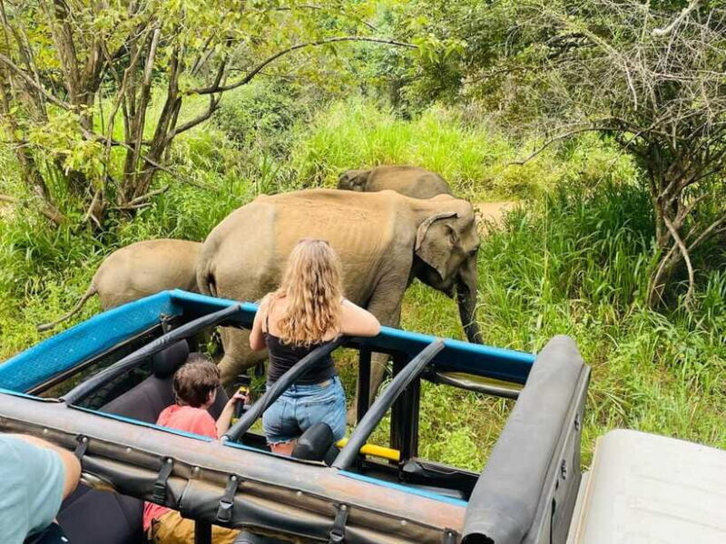 Sigiriya: Elephant Jeep Safari at Minneriya National Park - Pricing and Value Analysis