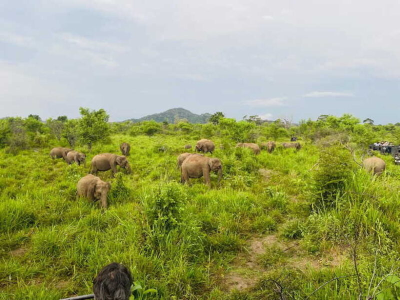 Sigiriya: Elephant Jeep Safari at Minneriya National Park - Additional Considerations