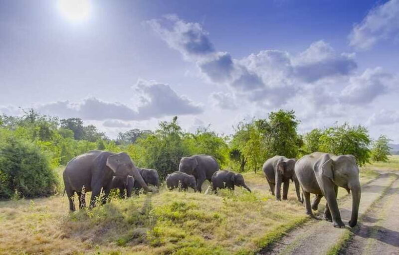 Sigiriya Fortress and Wildlife Safari from Colombo - Who Will Enjoy This Tour?
