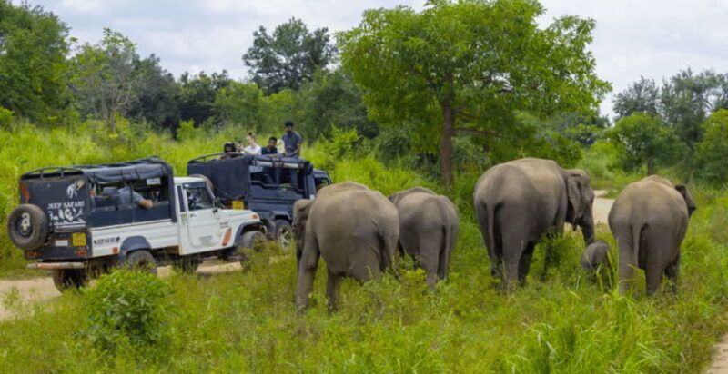 Sigiriya Fortress and Wildlife Safari from Kandy - The Experience and Its Appeal