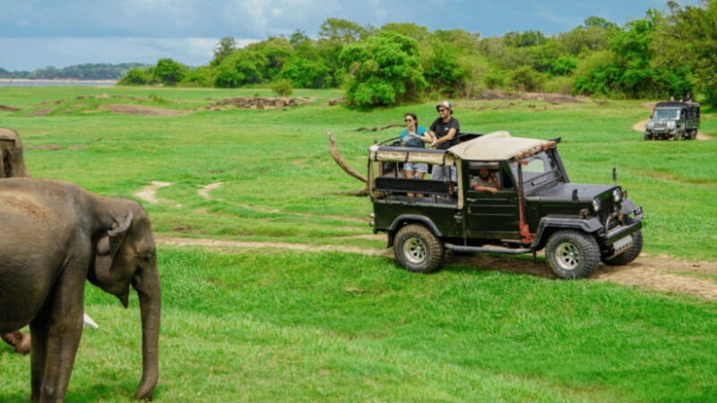 Sigiriya Lion Rock & Minneriya National Park Elephant Safari - About the Experience Provider