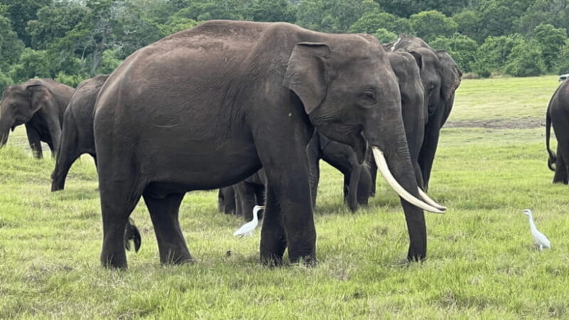 Sigiriya & Minneriya Elephant full day tour - The Sum Up