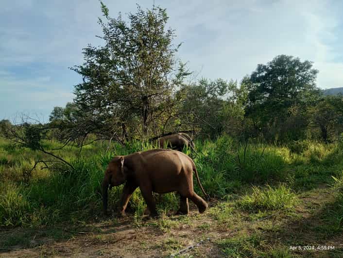 Sigiriya; Minneriya Elephant Safari & Village Tour - Inclusions and Pricing