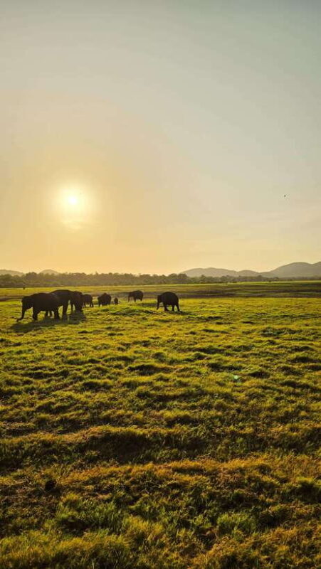 Sigirya's Wildlife Experience - Key Points