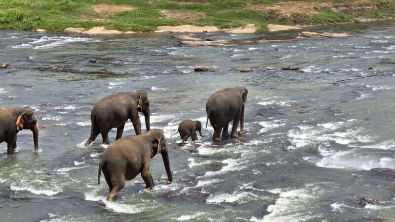 Sigirya's Wildlife Experience - Introduction: An Authentic Wildlife Day from Colombo