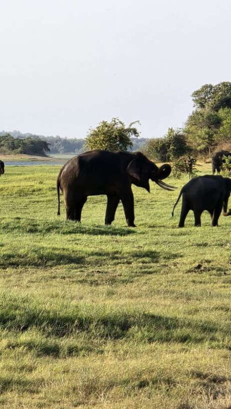 Sigirya's Wildlife Experience - Transportation, Timing, and Group Size