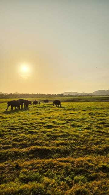 Sigirya's Wildlife Experience - Authenticity and Traveler Feedback