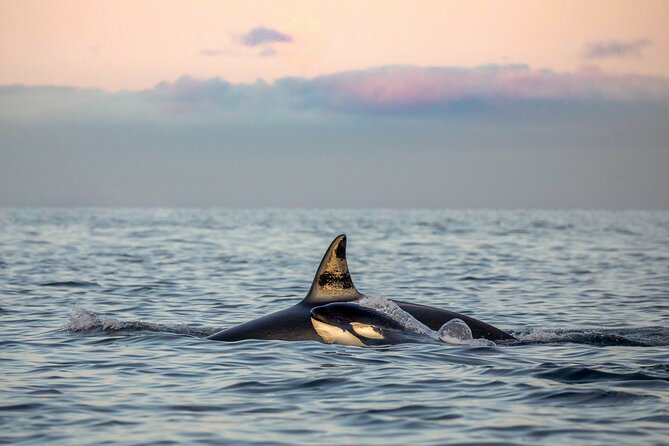 Silent Whale Watching - Meeting and Pickup Information