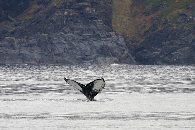 Silent Whale Watching - What to Expect on the Tour
