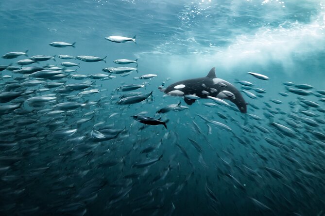 Silent Whale Watching - Customer Reviews and Feedback
