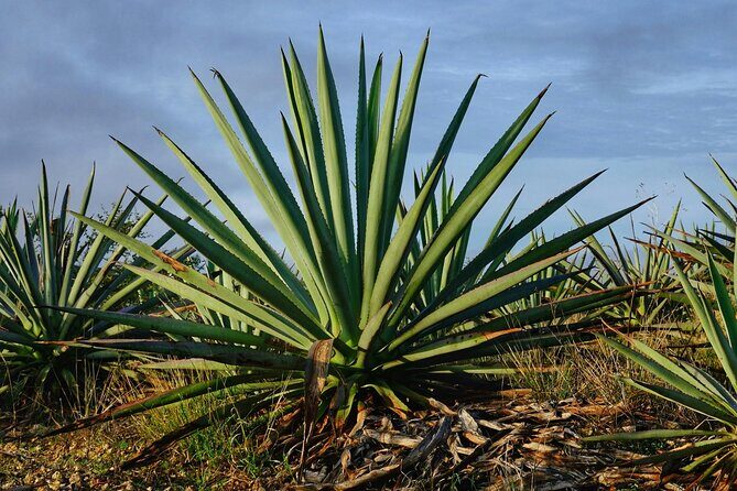 Silkworm and Maguey in the Sierra Norte - Frequently Asked Questions