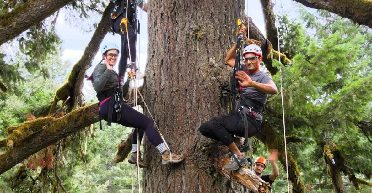 Silver Falls: Old-Growth Tree Climbing Adventure - Old-Growth Forest Exploration