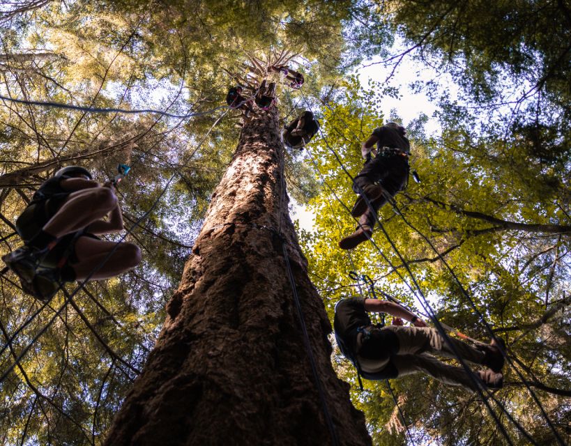 Silver Falls: Old-Growth Tree Climbing Adventure - Treetop Canopy Perspective