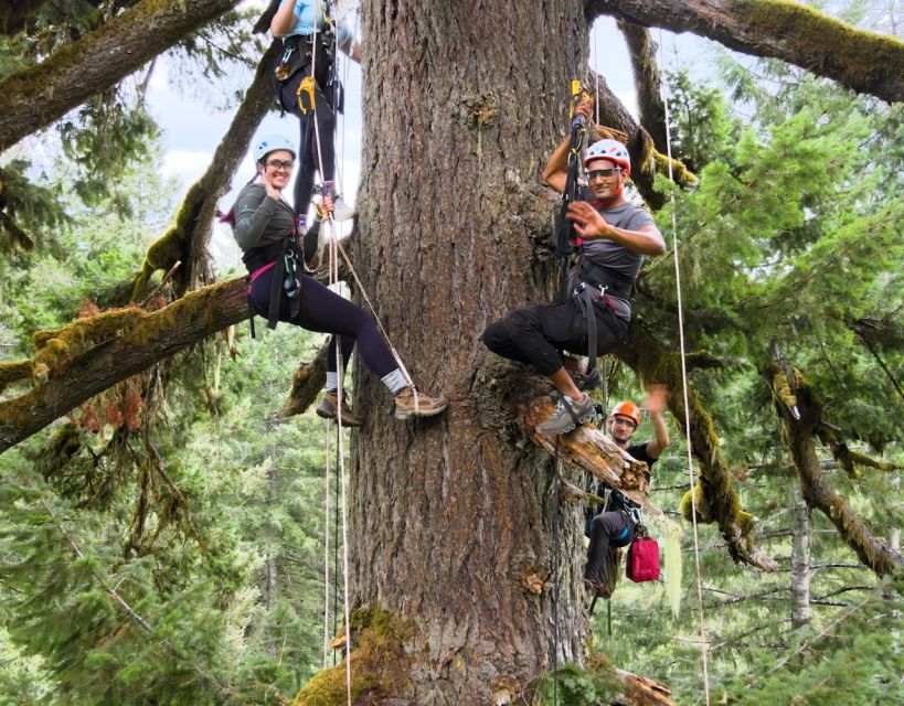 Silver Falls: Old-Growth Tree Climbing Adventure - Instructor-Led Climbing Experience