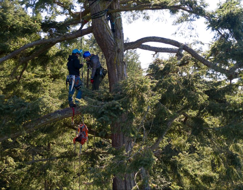 Silver Falls: Old-Growth Tree Climbing Adventure - Suitability and Age Restrictions