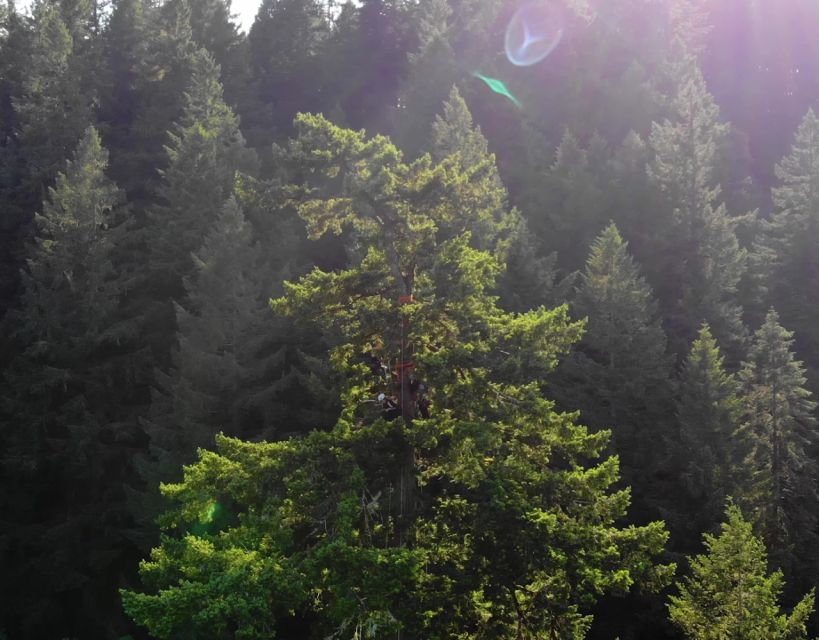 Silver Falls: Old-Growth Tree Climbing Adventure - Frequently Asked Questions