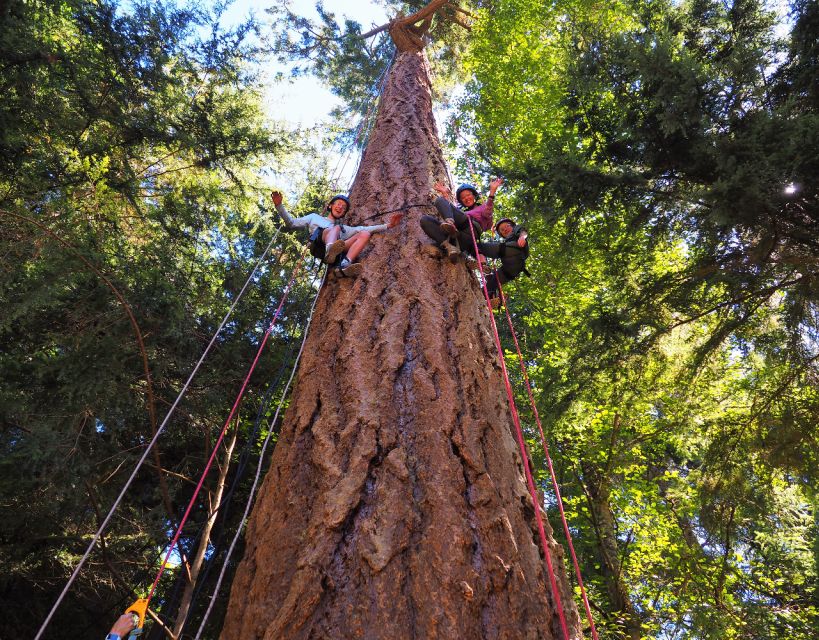 Silver Falls State Park: Tree Climbing Sunset Tour - Inclusions