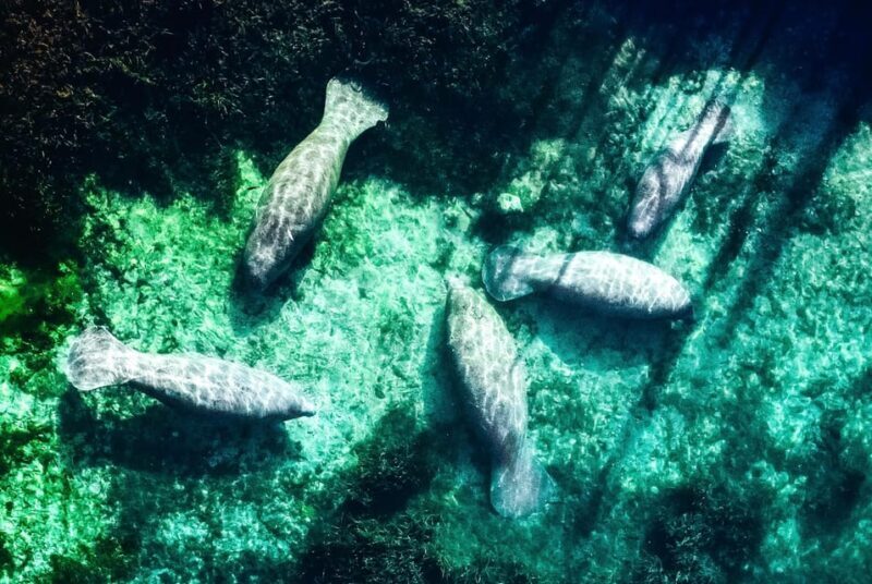 Silver Springs: Clear Kayak Manatee Season Tour - Final Thoughts: Who Will Love This Tour?