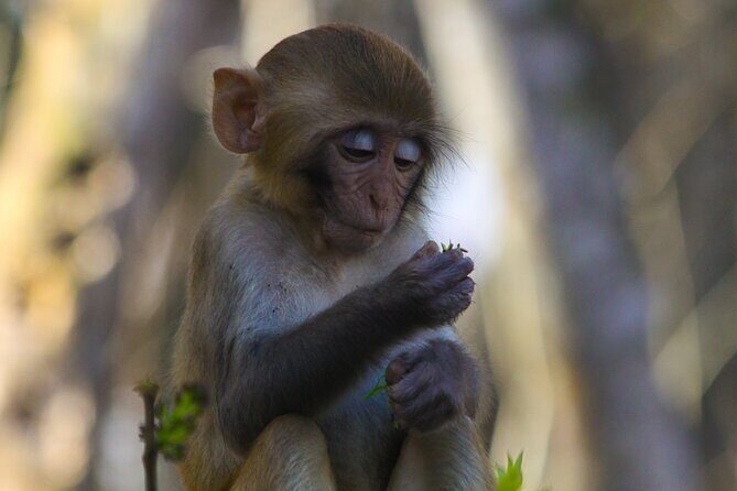 Silver Springs: Clear Kayaking Wildlife Tour - Key Points