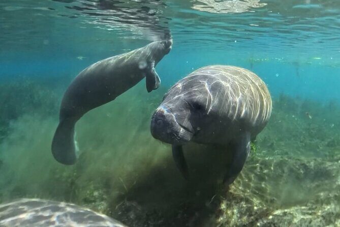 Silver Springs: Clear Kayaking Wildlife Tour - The Ideal Participant