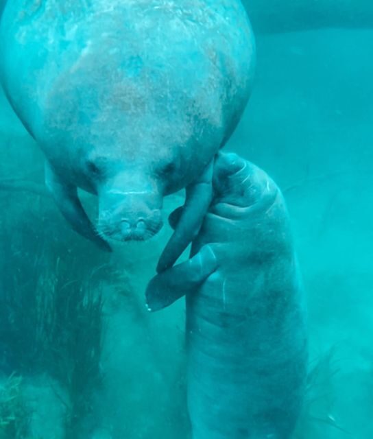 Silver Springs: Glass Bottom Kayak and Wildlife Tour - Final Thoughts