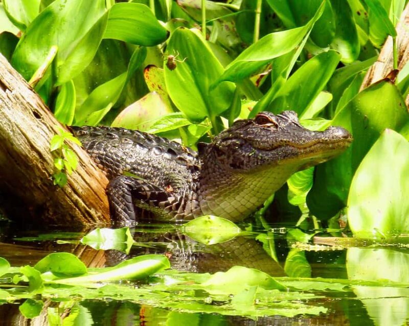 Silver Springs: Kayak or SUP Rental with Shuttle - The Equipment: User-Friendly and Well-Maintained