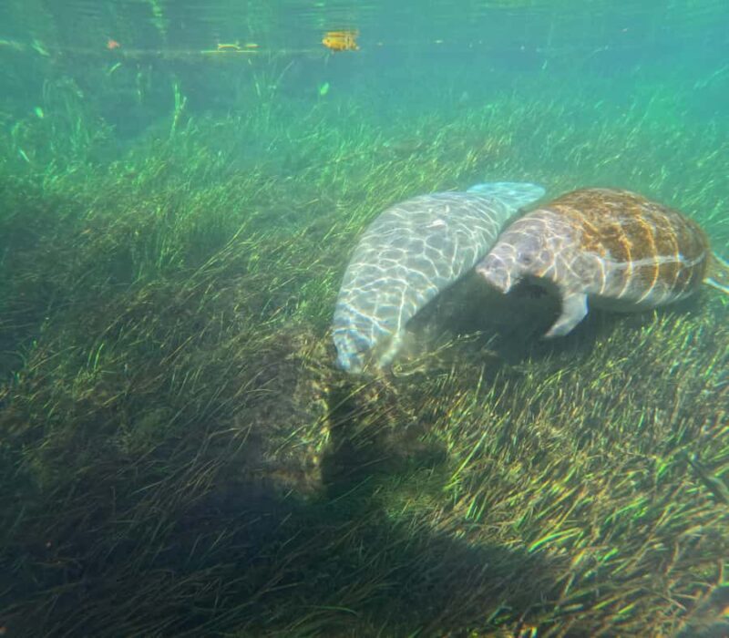 Silver Springs Kayak Tour with Orlando Pick Up - Who Would Love This Tour?
