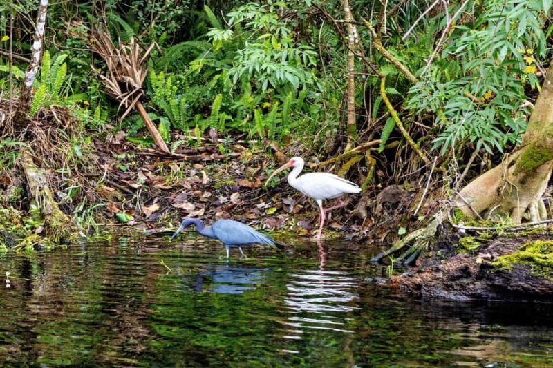 Silver Springs Kayak Tour with Orlando Pick Up - FAQ