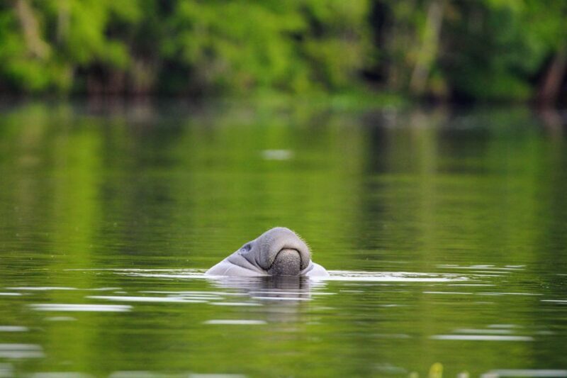 Silver Springs Manatee Kayaking Tour - Why Choose This Tour?