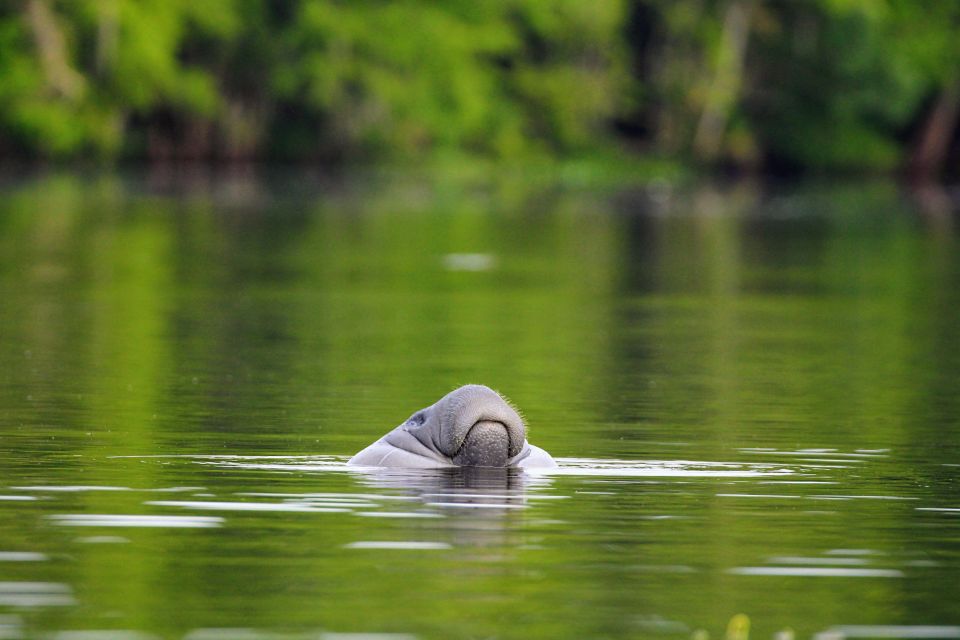 Silver Springs Manatee Kayaking Tour - Tour Highlights