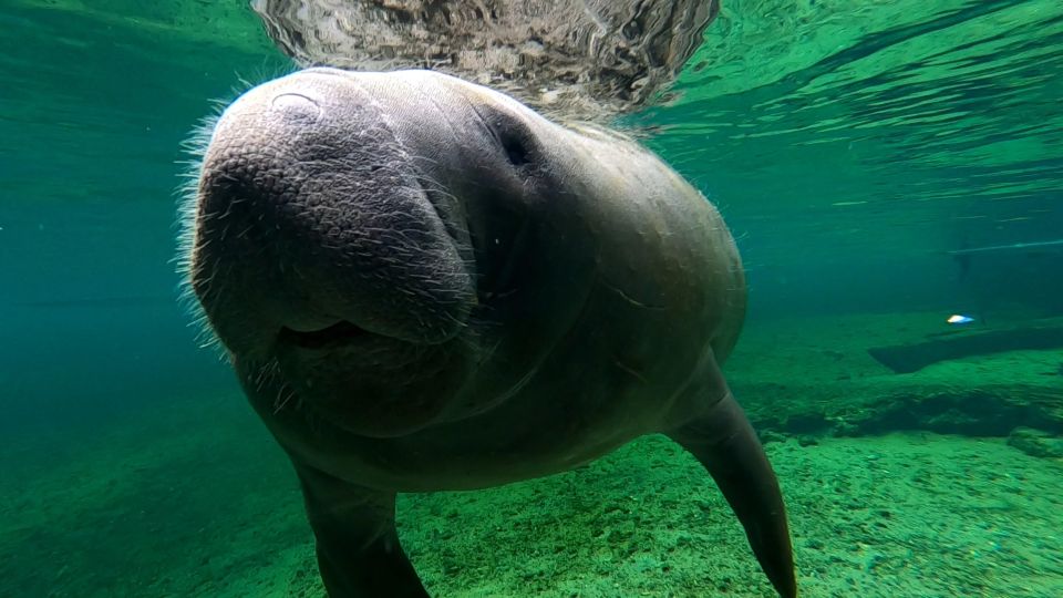 Silver Springs Manatee Kayaking Tour - Pricing and Availability