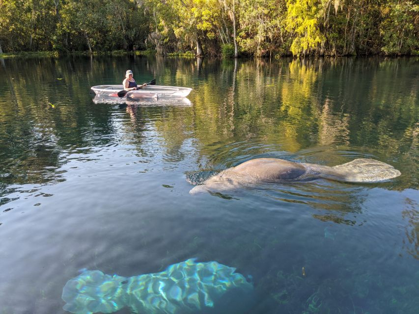 Silver Springs: Manatees and Monkeys Clear Kayak Guided Tour - Wildlife Sightings