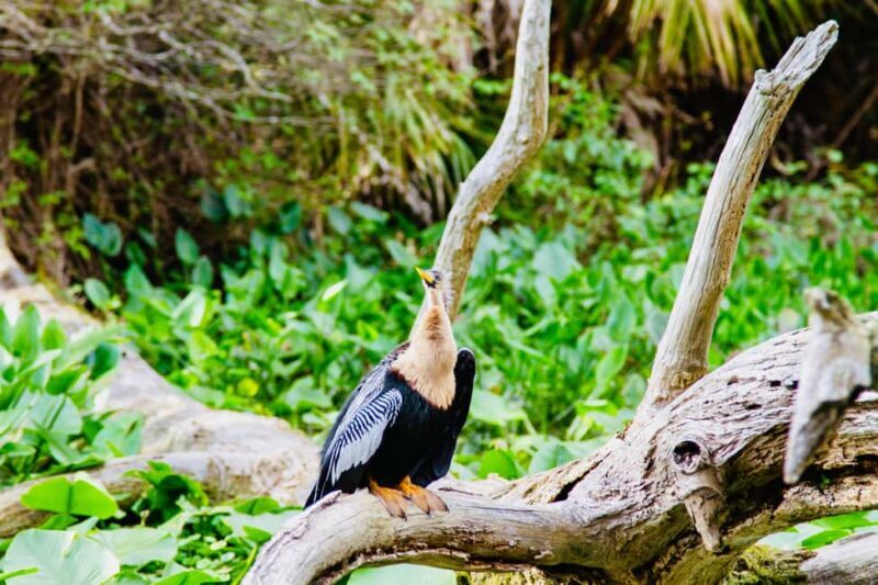 Silver Springs: Manatees, Monkeys, and Natural Spring Tour - Final Thoughts: Who Should Consider This Tour?